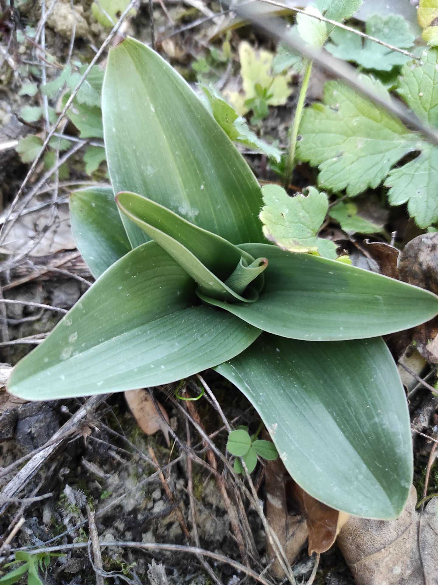 Identificazione rosette basali